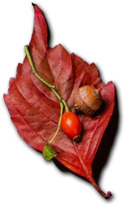 Karel - Tadı Damakta